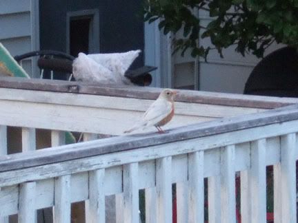 holy shit it's an albino robin!