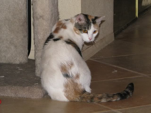IMAGE(http://img.photobucket.com/albums/v295/CheyAut/Cats/alaska67-28-8.jpg)