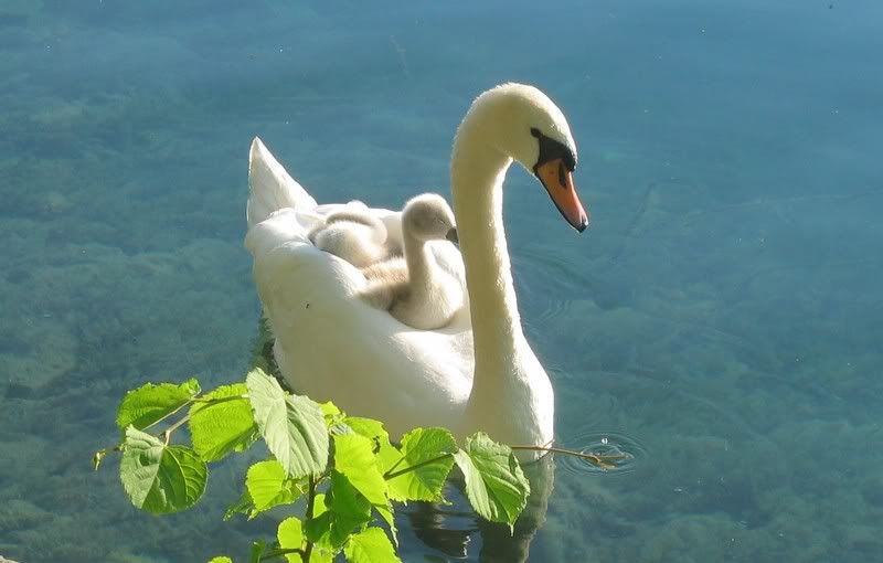 cisne2webpn8.jpg