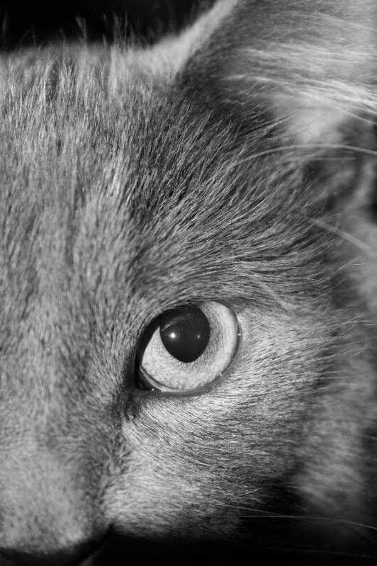 Mad About Pets! Why does my cat smell something, then open his/her mouth?