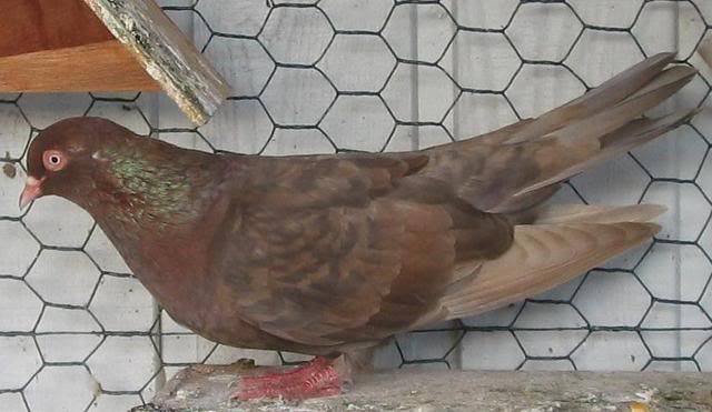 oriental roller pigeon