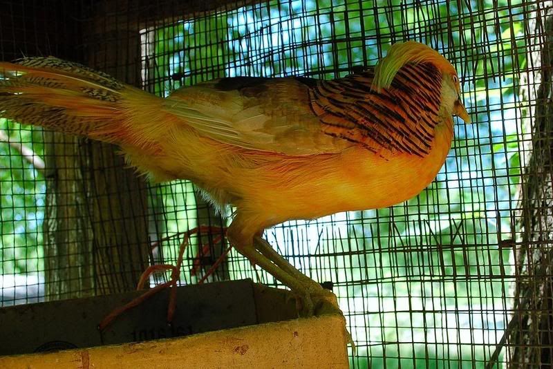 GoldenPheasant.jpg