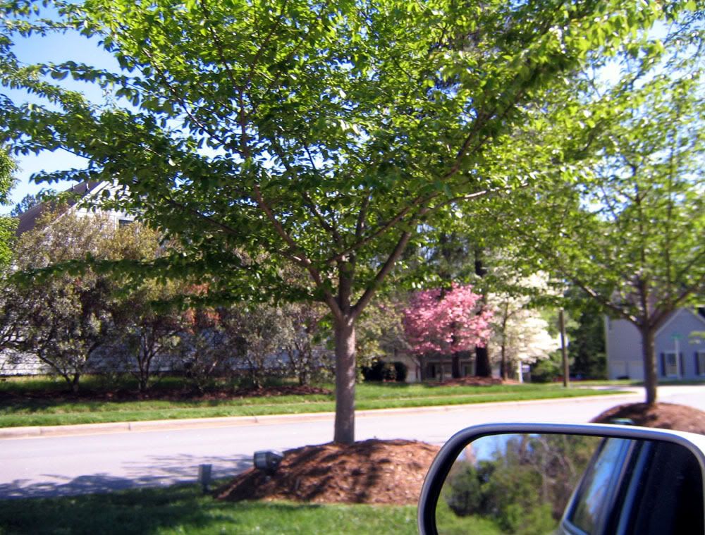 Windsor Forest / Windsor Place North Raleigh (rent, HOA) Raleigh