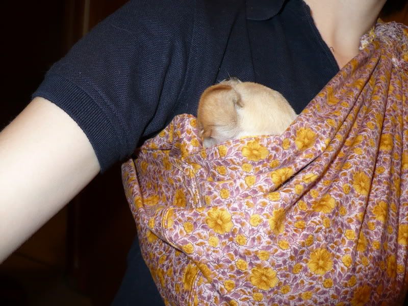 puppy sling