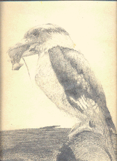 bird drawing