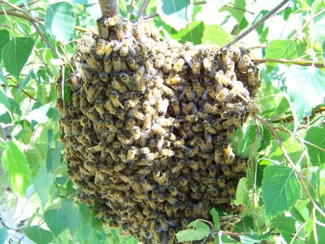 06-22-092Swarm21Gaines.jpg