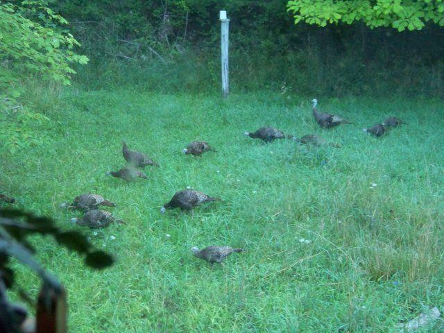 More Fast Food - The Great Outdoors
