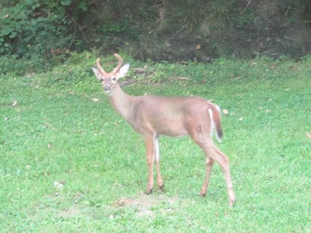 Getting Set Up For Deer Season - The Great Outdoors