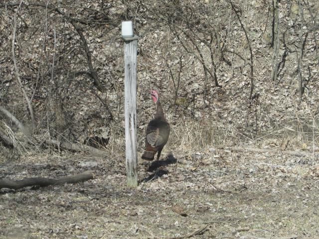 Getting Set Up For Deer Season - The Great Outdoors