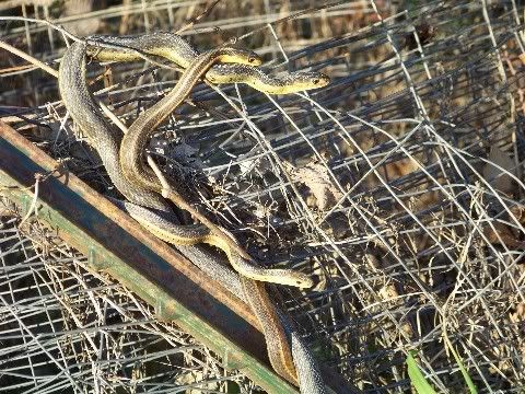 Recent November happenings. - The Great Outdoors