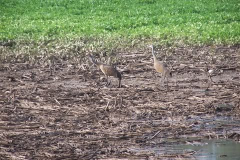 Sandhill Crane - The Great Outdoors