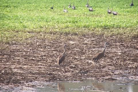 Sandhill Crane - The Great Outdoors