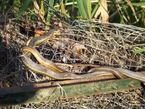 Recent November happenings. - The Great Outdoors