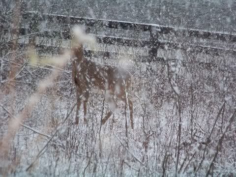 Studded Snow Tires,What do You Know about em? - Shop Talk