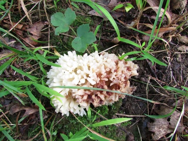 Culiflower shroons - The Great Outdoors