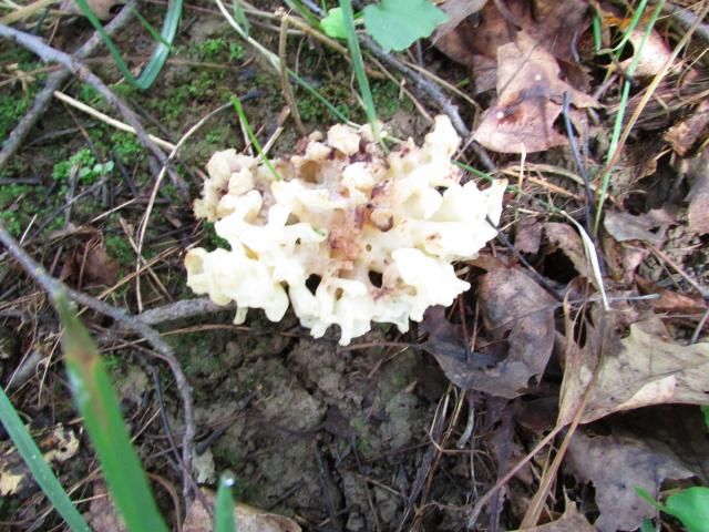 Culiflower shroons - The Great Outdoors