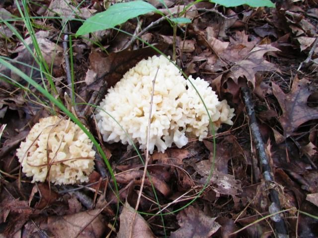 Culiflower shroons - The Great Outdoors
