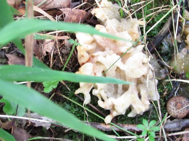 Culiflower shroons - The Great Outdoors