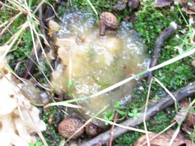 Culiflower shroons - The Great Outdoors