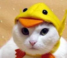 catduck.jpg