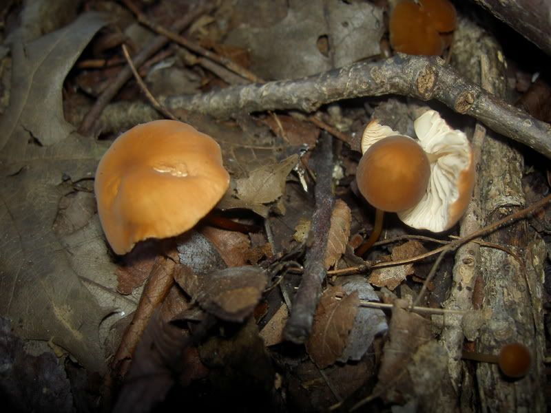 Dallas Mushrooms Mushroom Hunting and Identification Shroomery