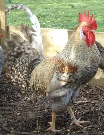 Crested Cream Legbar