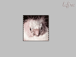 3.gif
