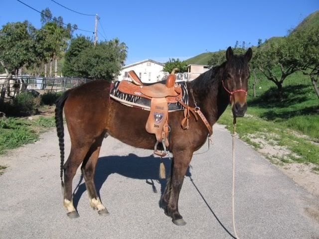 Bay Quarter Horse Gelding