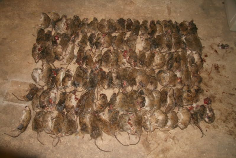 118rats.jpg