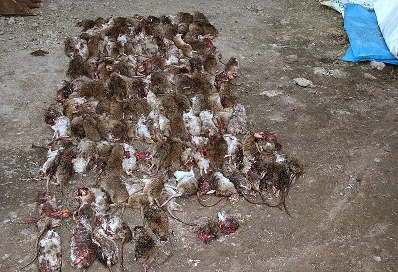 127rats42.jpg