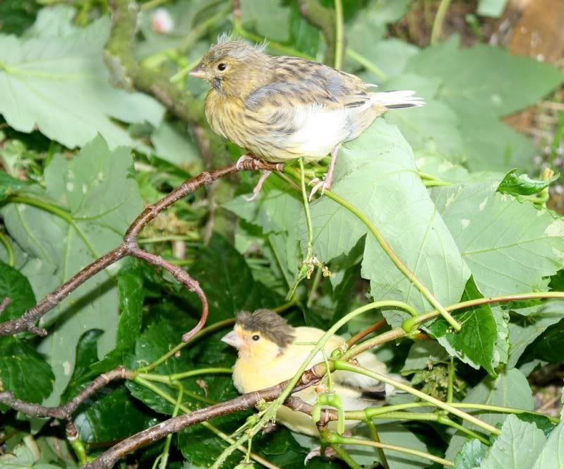 Fledglings22511.jpg