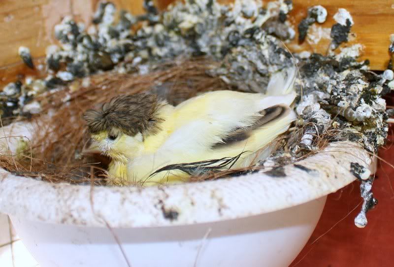 Fledglings225112.jpg