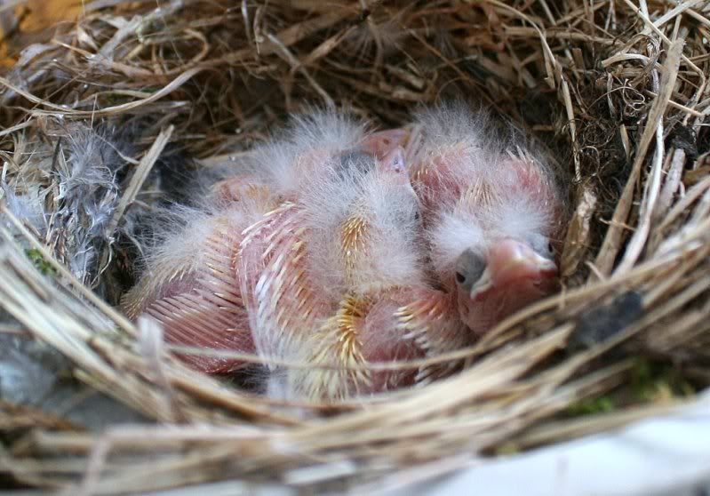 Fledglings225114.jpg