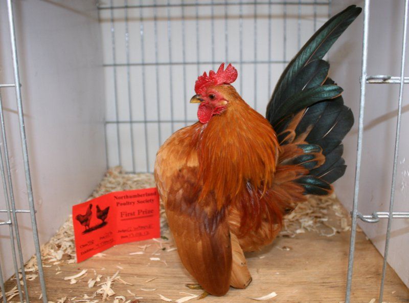 Hexhamspringpoultryshow2012.jpg