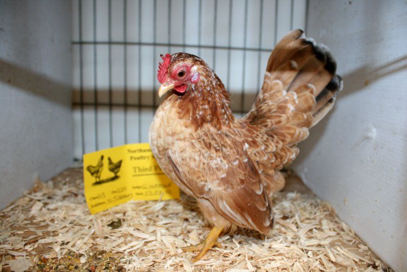 Hexhamspringpoultryshow20121.jpg