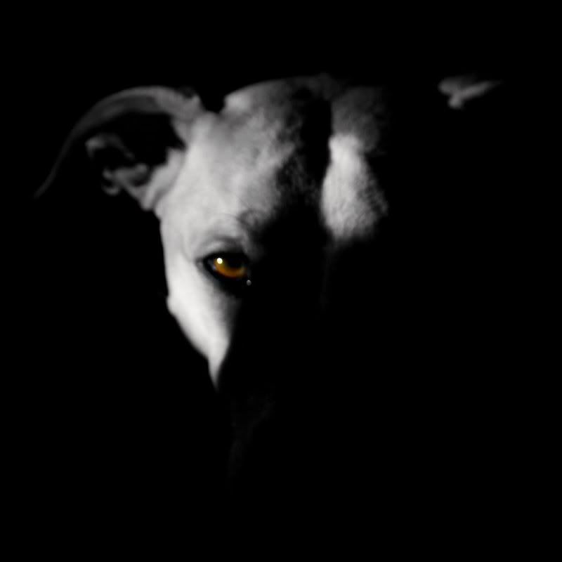 Rudeshadow.jpg