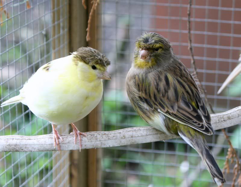 canaries4.jpg