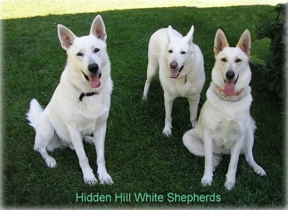 Hidden Hill White Shepherds