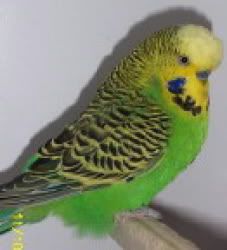 Emerald.jpg