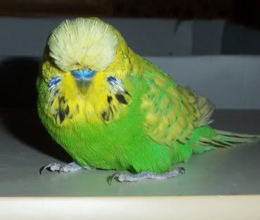 Fluoro3.jpg