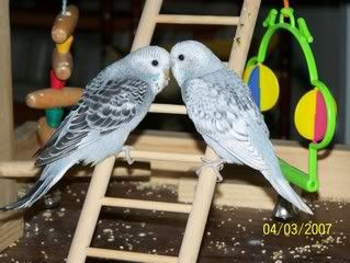 WodongaandBudgies004.jpg