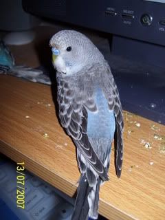 WodongaandBudgies037.jpg