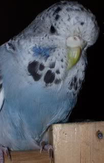 WodongaandBudgies040.jpg