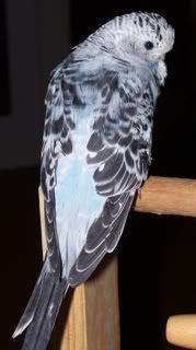 WodongaandBudgies041.jpg