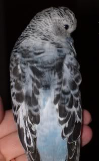 WodongaandBudgies042.jpg