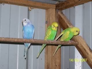 WodongaandBudgies140.jpg