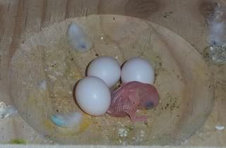 1stBaby1.jpg