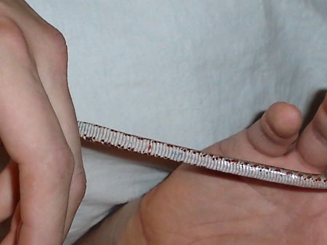 DSC02499.jpg