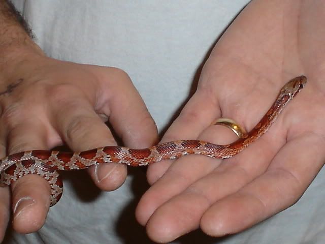 DSC02500.jpg