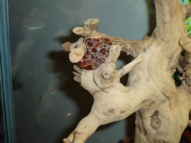 DSC02512.jpg